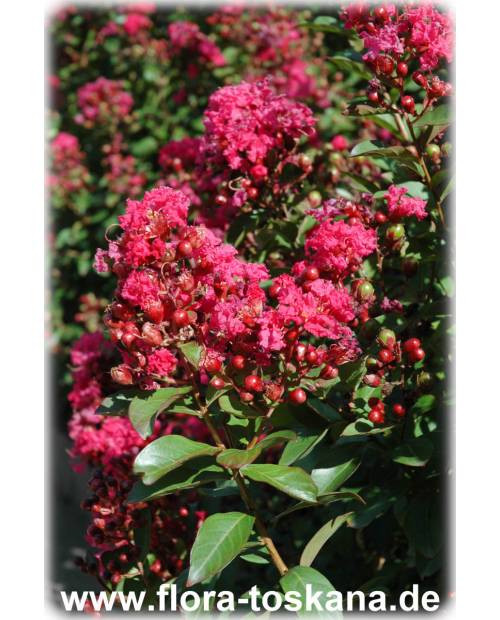 Lagerstroemia indica 'Rubra Magnifica' - Rote Kreppmyrte, Kräuselmyrte, Indische Lagerströmie