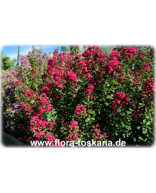 Lagerstroemia indica 'Rubra Magnifica' - Rote Kreppmyrte, Kräuselmyrte, Indische Lagerströmie