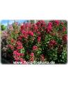 Lagerstroemia indica 'Rubra Magnifica' - Rote Kreppmyrte, Kräuselmyrte, Indische Lagerströmie