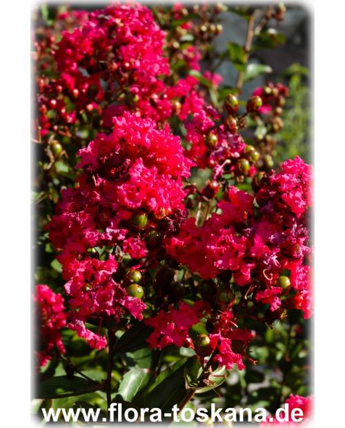Lagerstroemia indica 'Rubra Magnifica' - Rote Kreppmyrte, Kräuselmyrte, Indische Lagerströmie