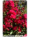 Lagerstroemia indica 'Rubra Magnifica' - Rote Kreppmyrte, Kräuselmyrte, Indische Lagerströmie