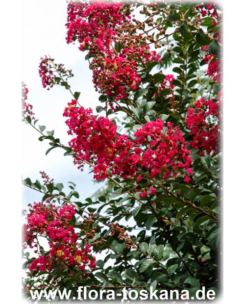 Lagerstroemia indica 'Rubra Magnifica' - Rote Kreppmyrte, Kräuselmyrte, Indische Lagerströmie