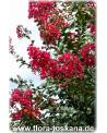 Lagerstroemia indica 'Rubra Magnifica' - Rote Kreppmyrte, Kräuselmyrte, Indische Lagerströmie