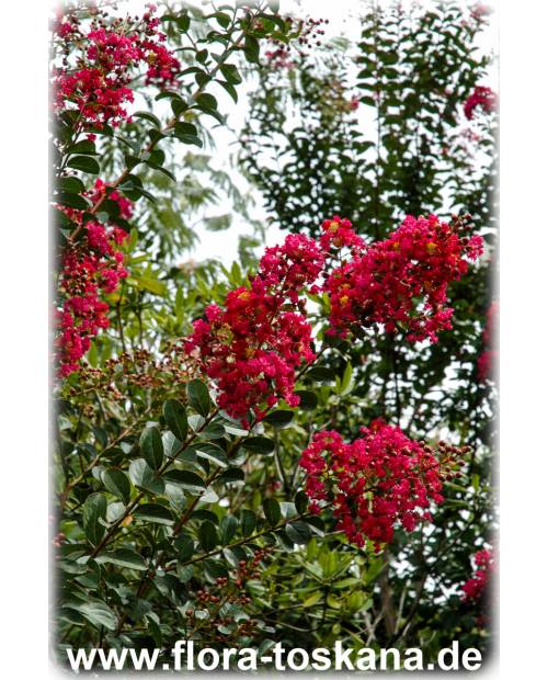Lagerstroemia indica 'Rubra Magnifica' - Rote Kreppmyrte, Kräuselmyrte, Indische Lagerströmie