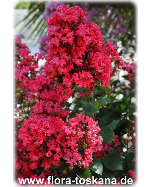 Lagerstroemia indica 'Rubra Magnifica' - Rote Kreppmyrte, Kräuselmyrte, Indische Lagerströmie