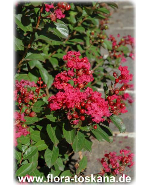 Lagerstroemia indica 'Rubra Magnifica' - Rote Kreppmyrte, Kräuselmyrte, Indische Lagerströmie