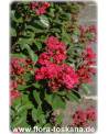 Lagerstroemia indica 'Rubra Magnifica' - Rote Kreppmyrte, Kräuselmyrte, Indische Lagerströmie