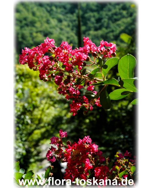 Lagerstroemia indica 'Rubra Magnifica' - Rote Kreppmyrte, Kräuselmyrte, Indische Lagerströmie