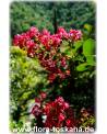 Lagerstroemia indica 'Rubra Magnifica' - Rote Kreppmyrte, Kräuselmyrte, Indische Lagerströmie