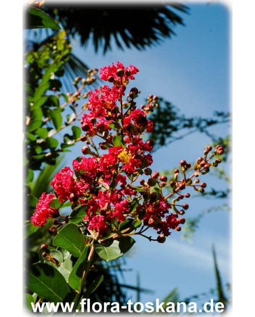 Lagerstroemia indica 'Rubra Magnifica' - Rote Kreppmyrte, Kräuselmyrte, Indische Lagerströmie