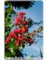 Lagerstroemia indica 'Rubra Magnifica' - Rote Kreppmyrte, Kräuselmyrte, Indische Lagerströmie