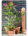 Lagerstroemia indica 'Rubra Magnifica' - Rote Kreppmyrte, Kräuselmyrte, Indische Lagerströmie