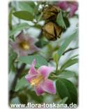 Lagunaria patersonii - Norfolk-Hibiskus, Norfolk-Eibisch