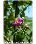 Lagunaria patersonii - Norfolk-Hibiskus, Norfolk-Eibisch