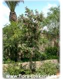 Lagunaria patersonii - Primrose Tree, Cow Itch Tree