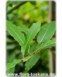 Laurus nobilis - Bay Leaf, Sweet Bay