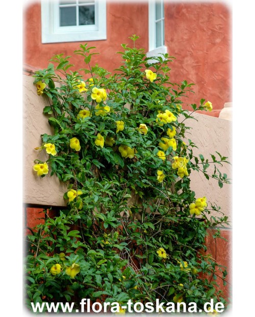 Allamanda cathartica - Goldtrompete