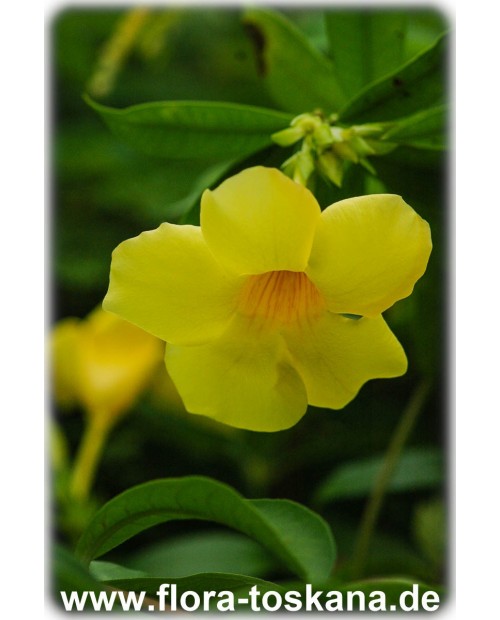 Allamanda cathartica - Goldtrompete