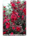 Leptospermum scoparium 'Red Damasque' - Manuka