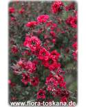 Leptospermum scoparium 'Red Damasque' - Südseemyrte, Manuka, Neuseelandmyrte