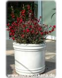Leptospermum scoparium 'Red Damasque' - Manuka