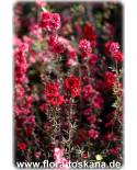Leptospermum scoparium 'Red Damasque' - Südseemyrte, Manuka, Neuseelandmyrte