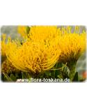 Leucospermum cordifolium 'Yellow Carnival' - Nadelkissen