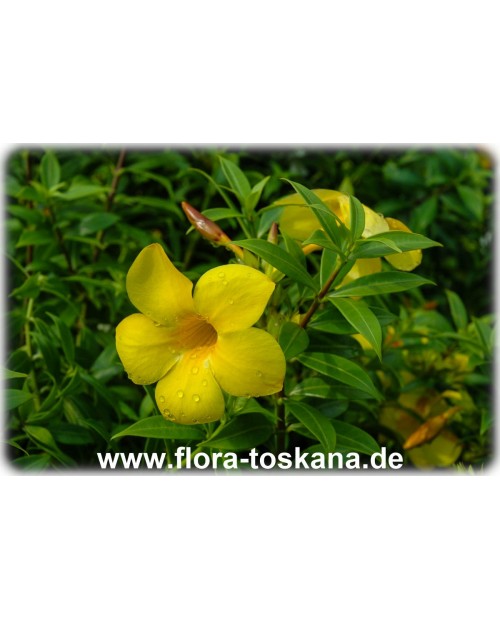 Allamanda cathartica - Goldtrompete