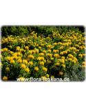 Leucospermum cordifolium 'Yellow Carnival' - Nadelkissen