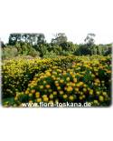 Leucospermum cordifolium 'Yellow Carnival' - Yellow Pincushion