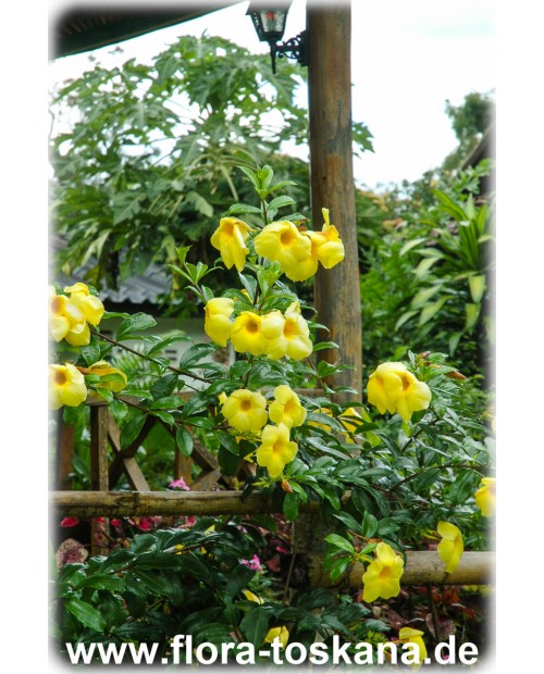 Allamanda cathartica - Goldtrompete
