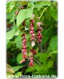 Leycesteria formosa - Himalayan Honeysuckle, Pheasant Berry