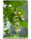 Leycesteria formosa - Himalayan Honeysuckle, Pheasant Berry