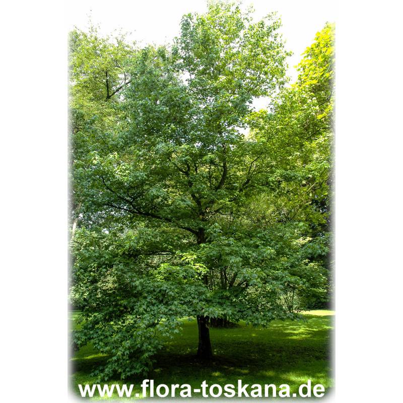 Liquidambar styraciflua Amerikanischer Amberbaum, Seestembaum FLORA