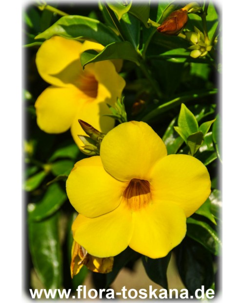 Allamanda cathartica - Goldtrompete