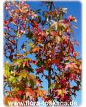 Liquidambar styraciflua - Amerikanischer Amberbaum, Seestembaum