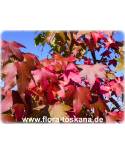 Liquidambar styraciflua - Amerikanischer Amberbaum, Seestembaum