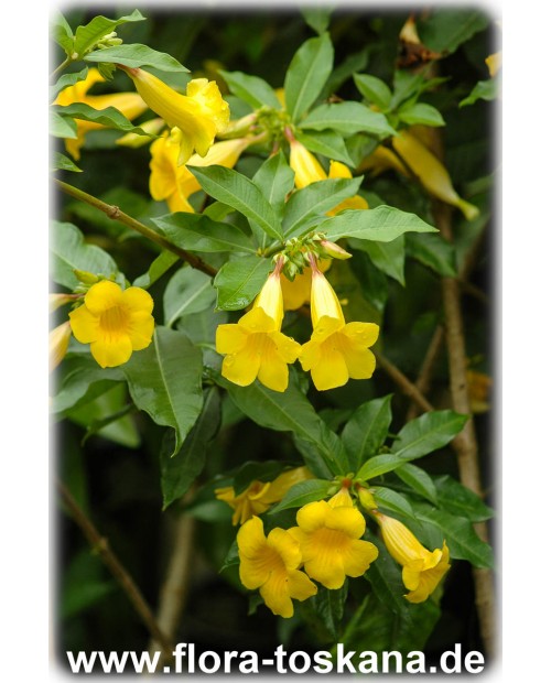 Allamanda schottii - Strauch-Goldtrompete