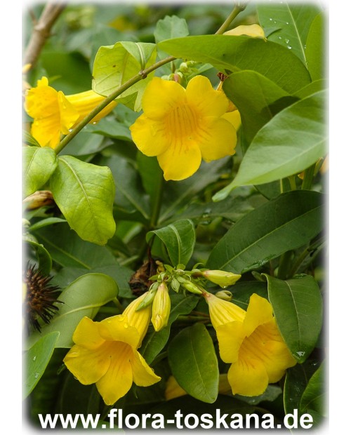 Allamanda schottii - Strauch-Goldtrompete