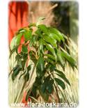 Litchi chinensis - Litchi (Pflanze), Litchipflaume, Litschibaum, Lychee