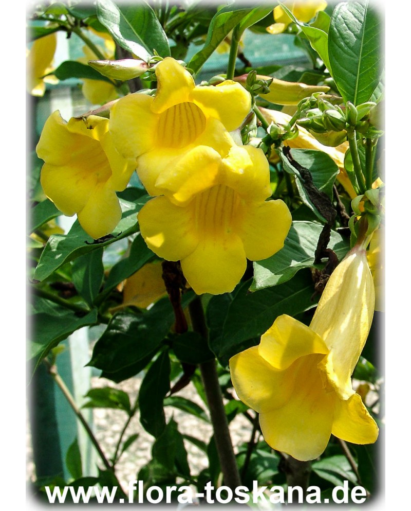 Allamanda schottii - Strauch-Goldtrompete