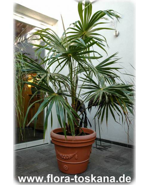 SCHIRMPALME !i exotische Kübelpflanze Wintergarten Zimmer-Palme Balkon Exot i 