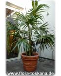 Livistona australis - Australian Fan Palm