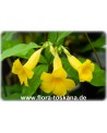 Allamanda schottii - Strauch-Goldtrompete