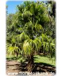 Livistona australis - Australian Fan Palm