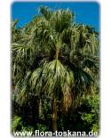 Livistona chinensis - Chinese Fan Palm