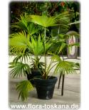 Livistona chinensis - Chinese Fan Palm