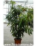 Macadamia integrifolia - Macadamia-Nuss (Pflanze), Macadamiabaum, Queensland-Nuss (Pflanze)