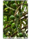 Macadamia integrifolia - Macadamia Nut