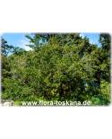 Luma apiculata - Arrayan, Chilenische Myrte